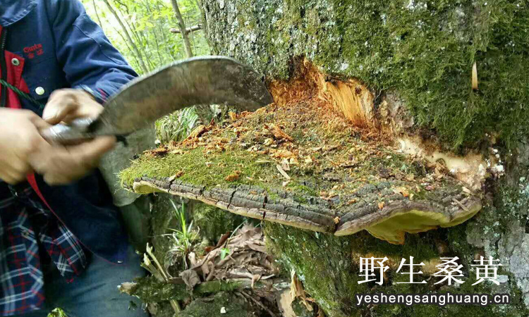 野生桑树桑黄图片