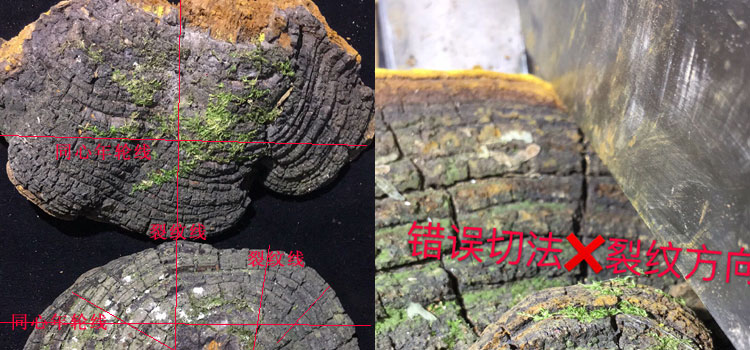 野生桑树桑黄错误切块方法