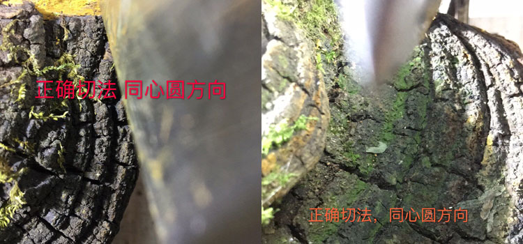 野生桑树桑黄正确切块方法