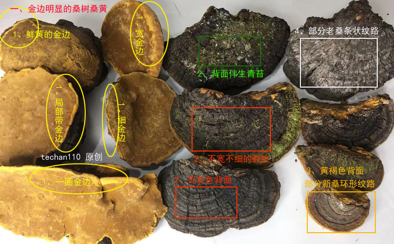 桑树桑黄肉面图片